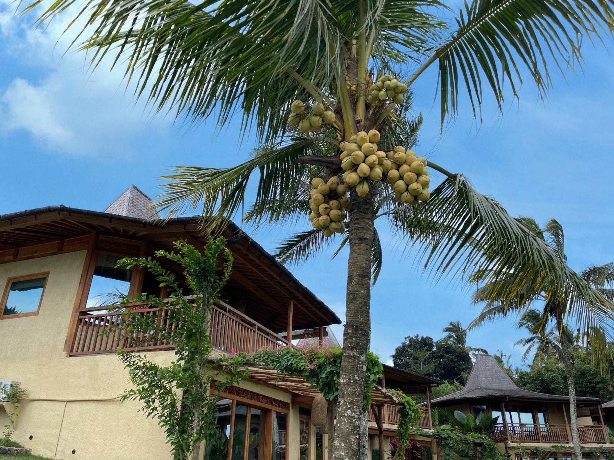 Puri Dajuma Terrace Eco Lodge & Spa Selemadeg  Esterno foto