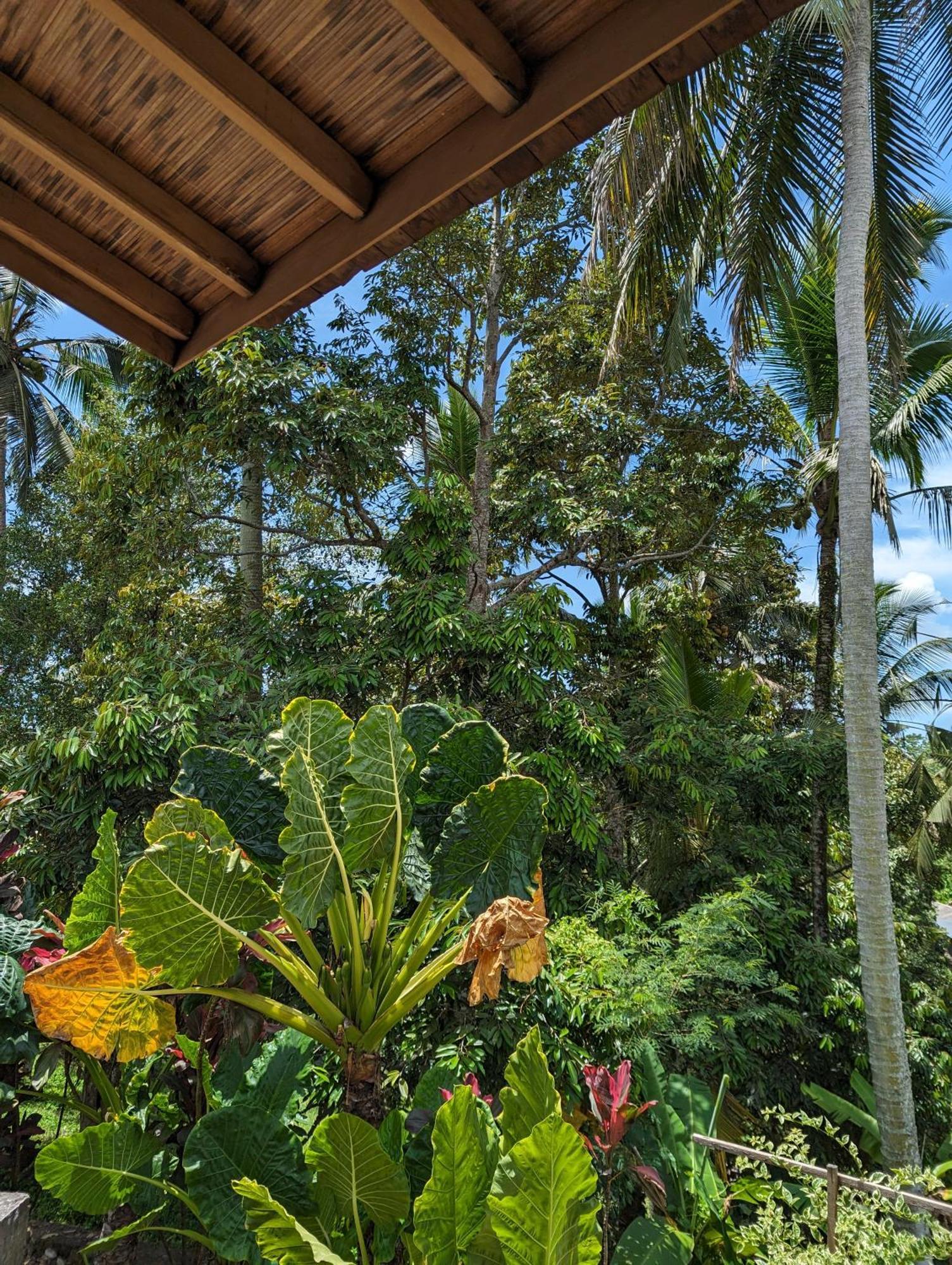 Puri Dajuma Terrace Eco Lodge & Spa Selemadeg  Esterno foto